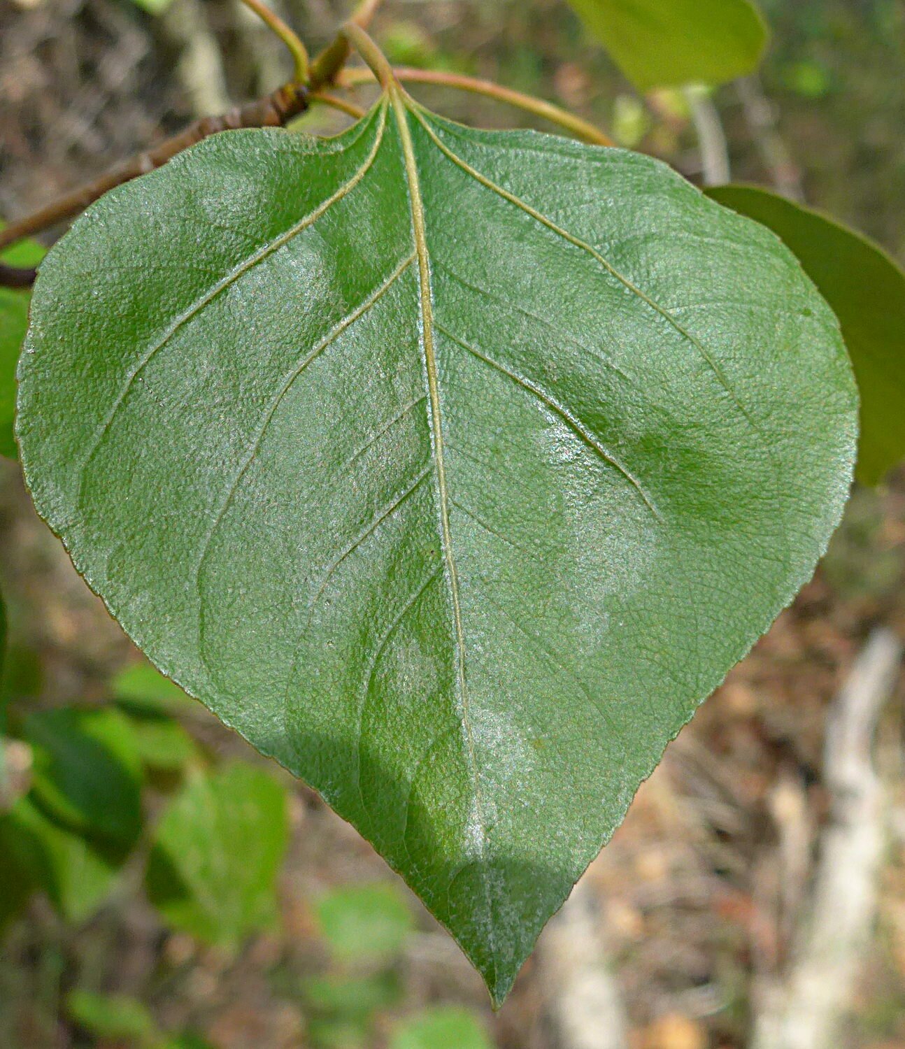 High Resolution Populus trichocarpa Leaf